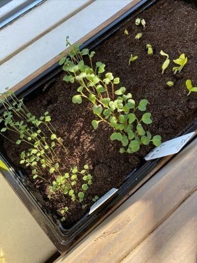 Seeds in grow box windowsill