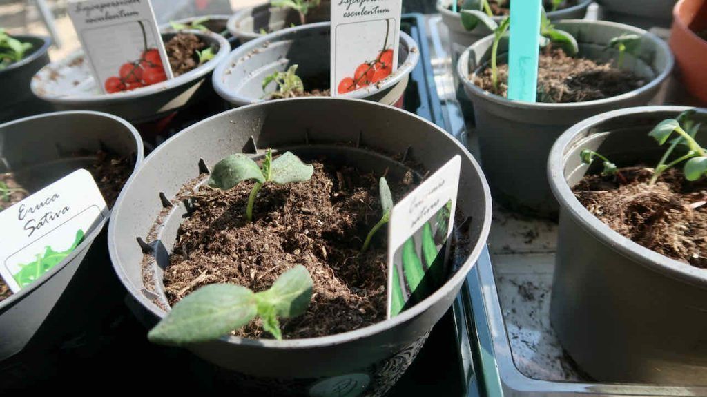 pricking out plants to give them more room to grow
